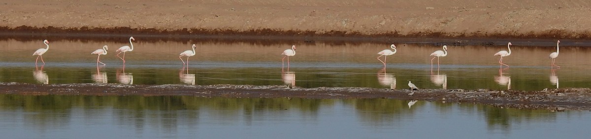 Greater Flamingo - ML619329404