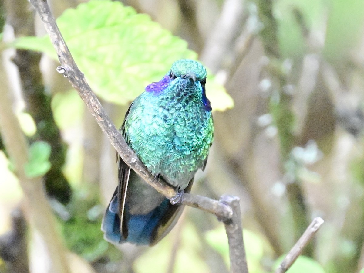 kolibřík modrouchý - ML619329405