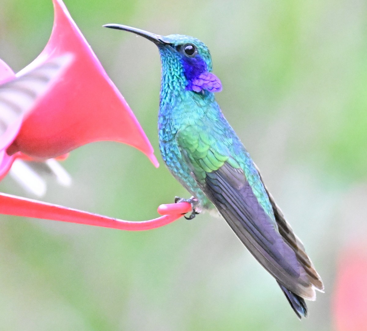 kolibřík modrouchý - ML619329412