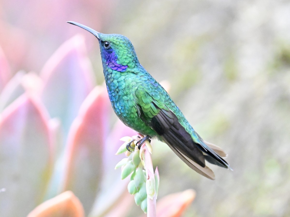 kolibřík modrouchý - ML619329416