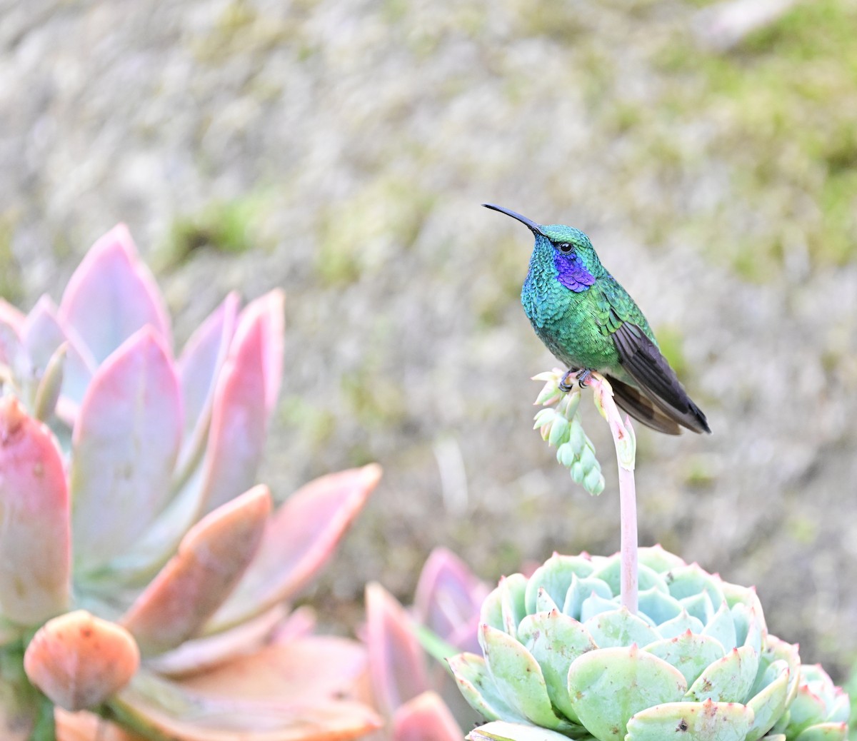 kolibřík modrouchý - ML619329422