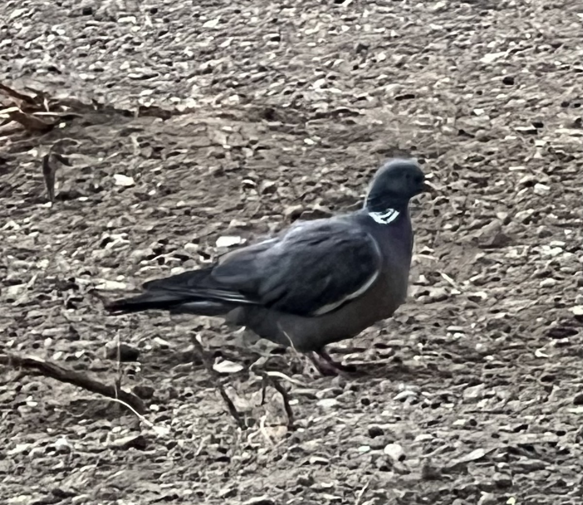 Common Wood-Pigeon - ML619329436