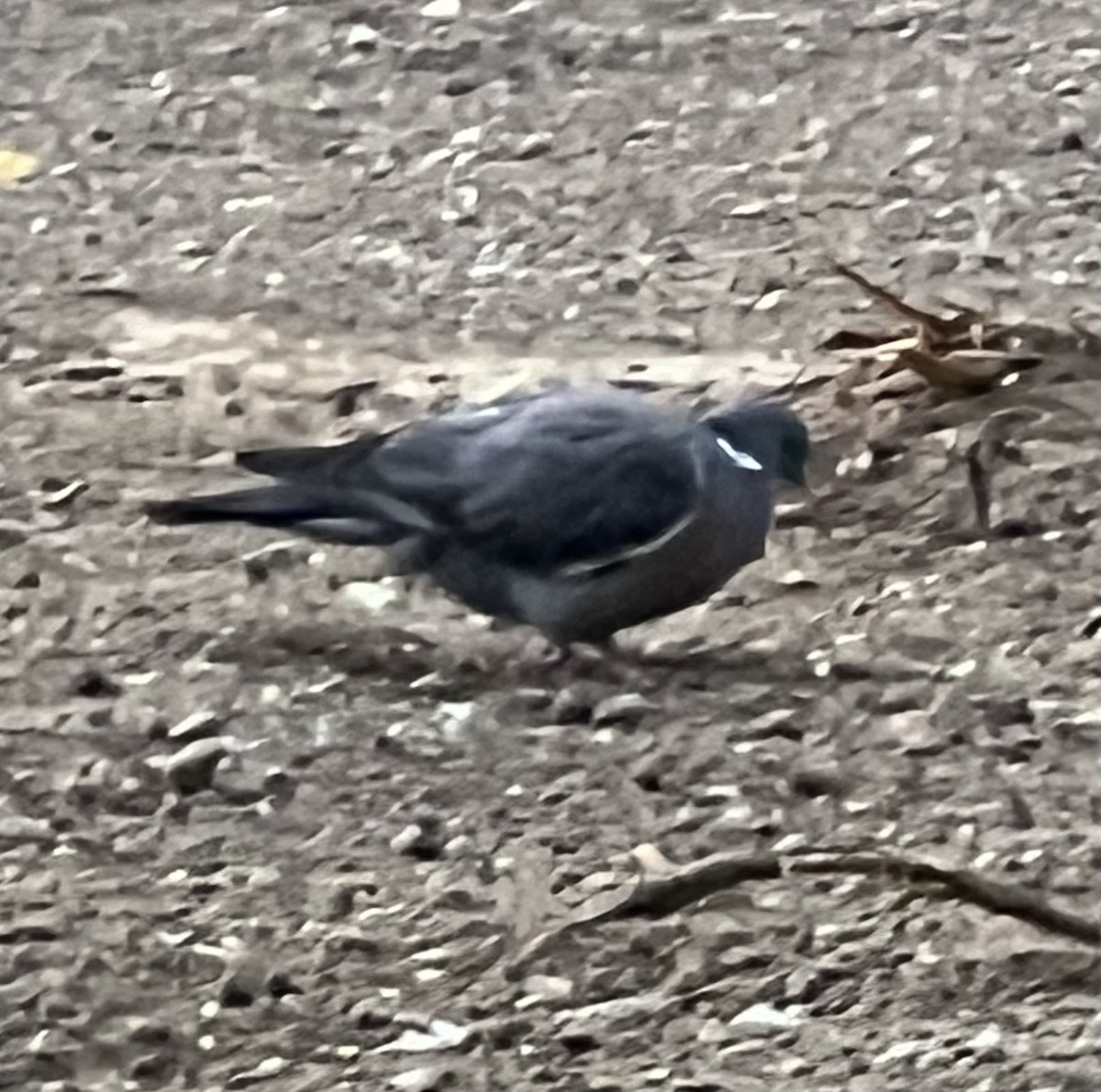 Common Wood-Pigeon - ML619329437