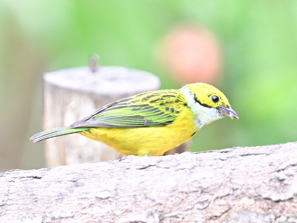 Silver-throated Tanager - ML619329466