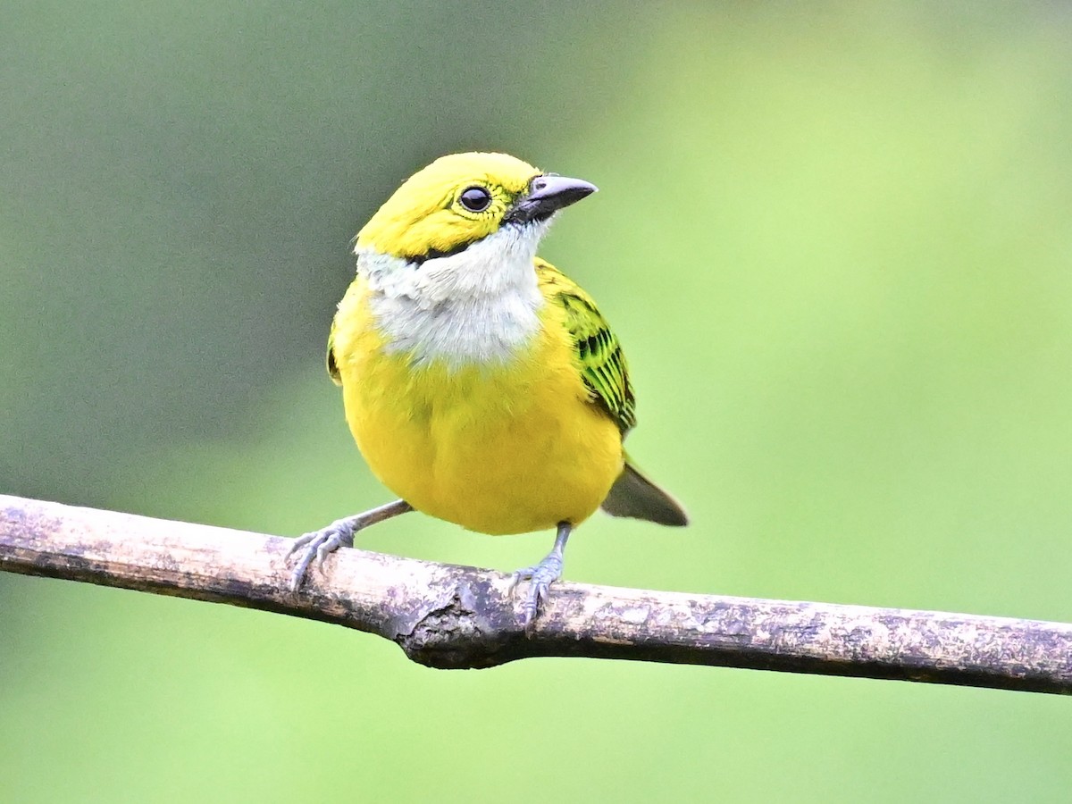 Silver-throated Tanager - ML619329467