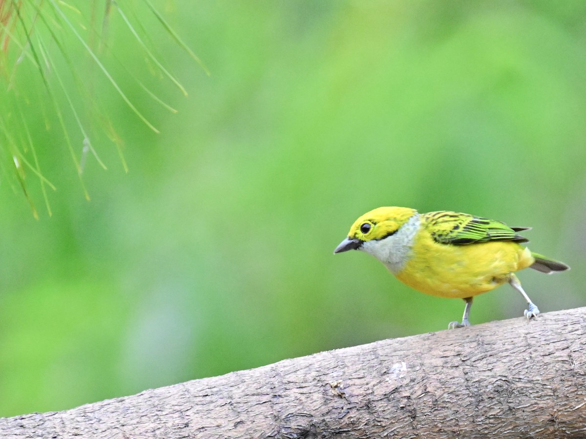 Silver-throated Tanager - ML619329469