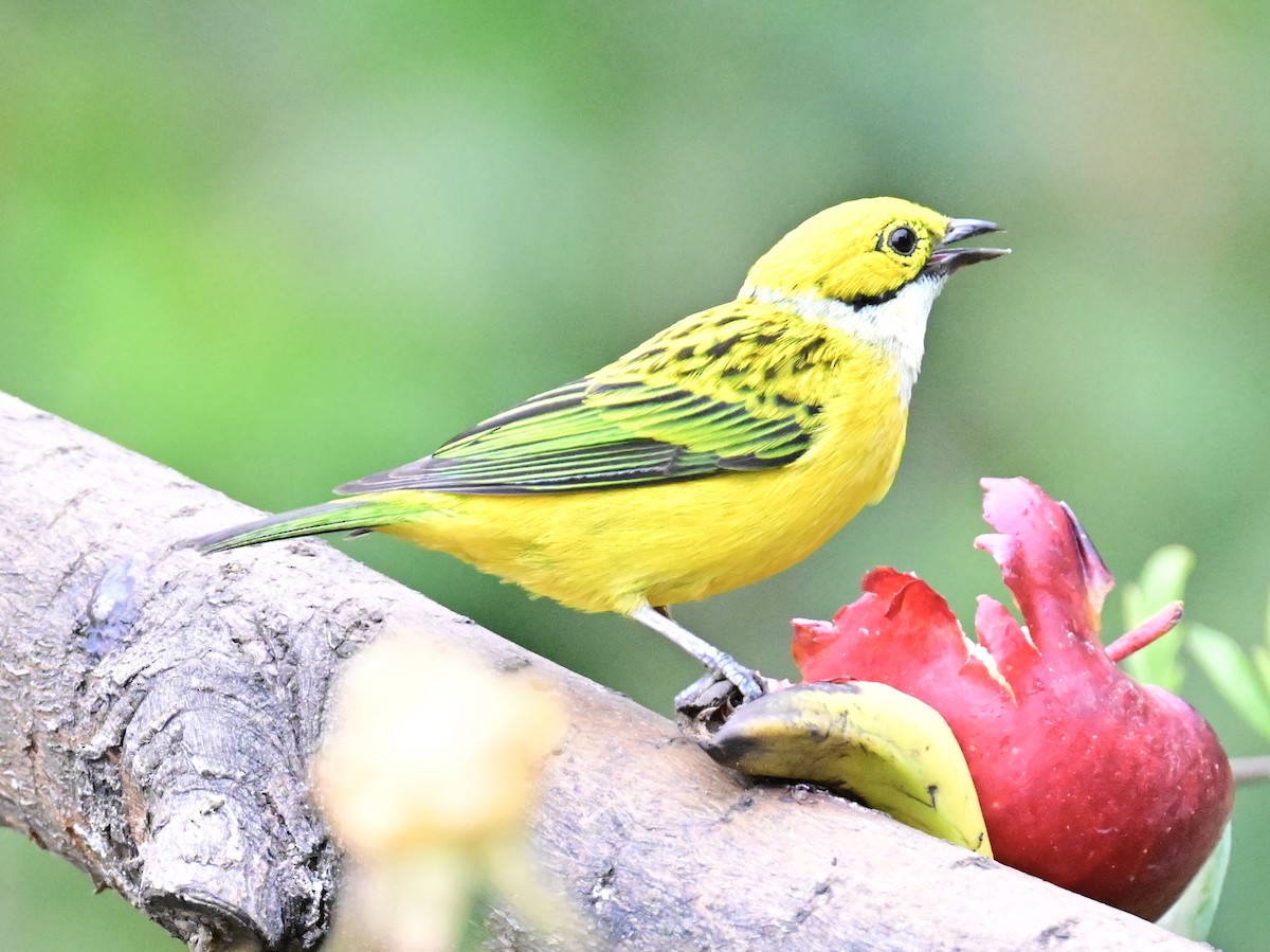 Silver-throated Tanager - ML619329470