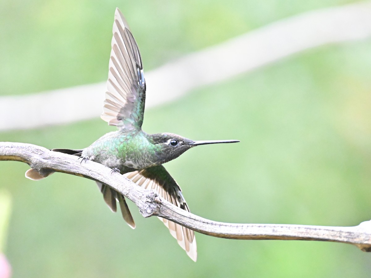 Talamanca Hummingbird - ML619329479