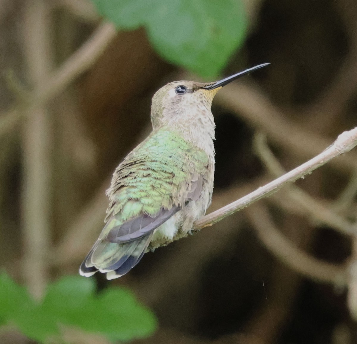 Anna's Hummingbird - ML619329526