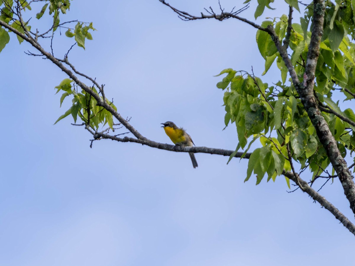 Yellow-breasted Chat - ML619329616