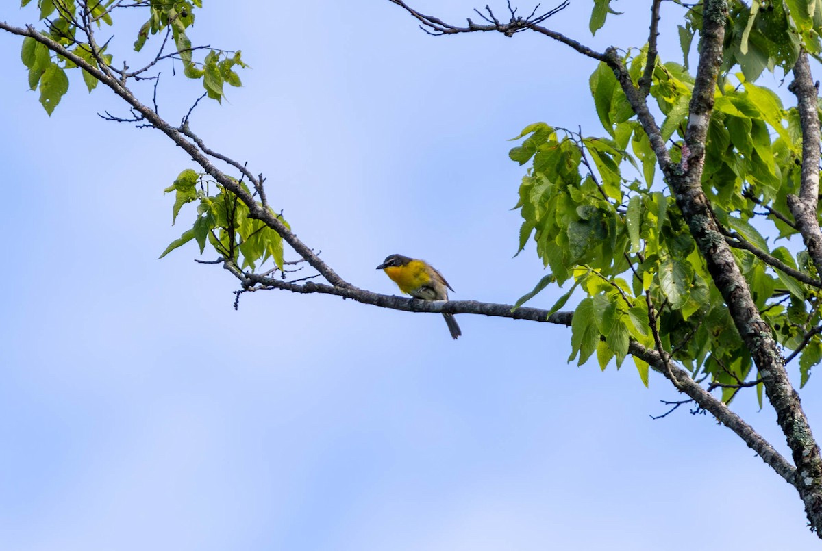 Yellow-breasted Chat - ML619329617