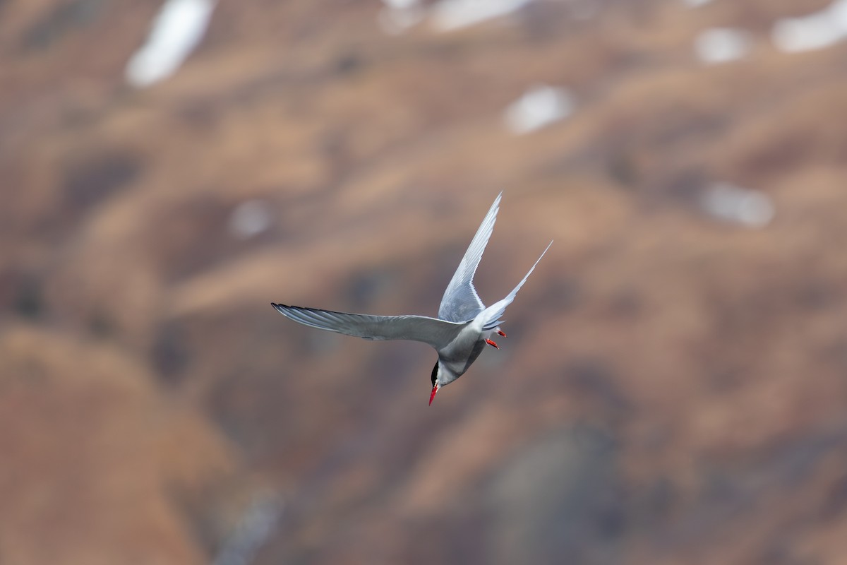 Arctic Tern - ML619329636