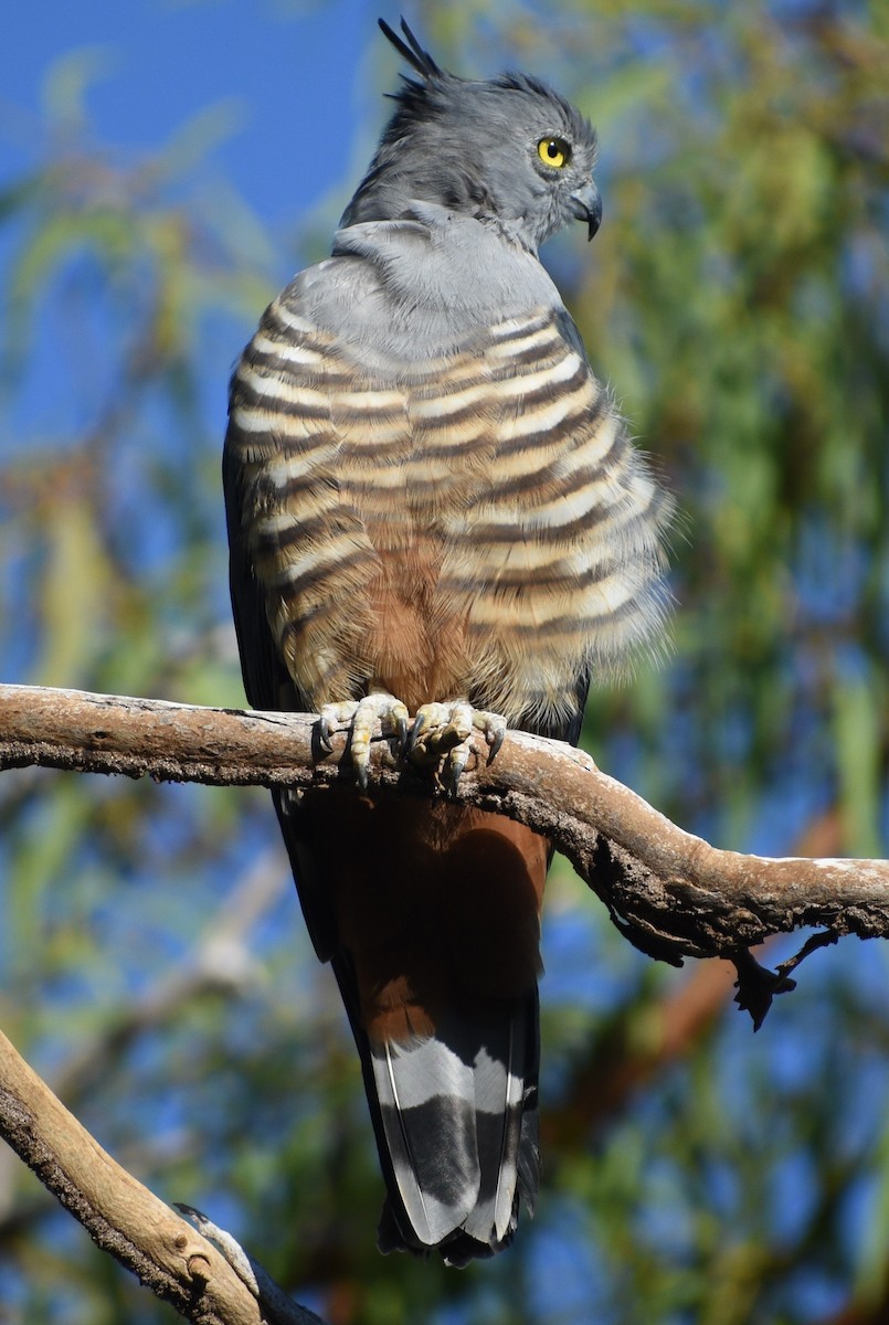 Pacific Baza - ML619329688