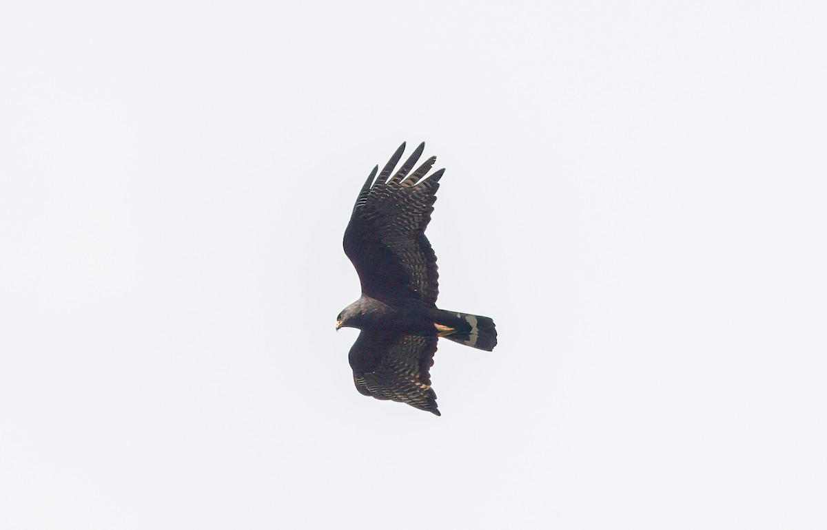 Zone-tailed Hawk - ML619329699