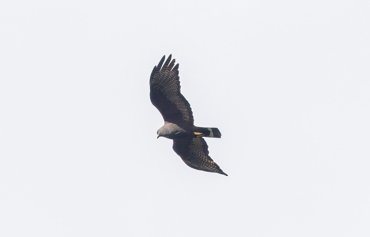Zone-tailed Hawk - ML619329700