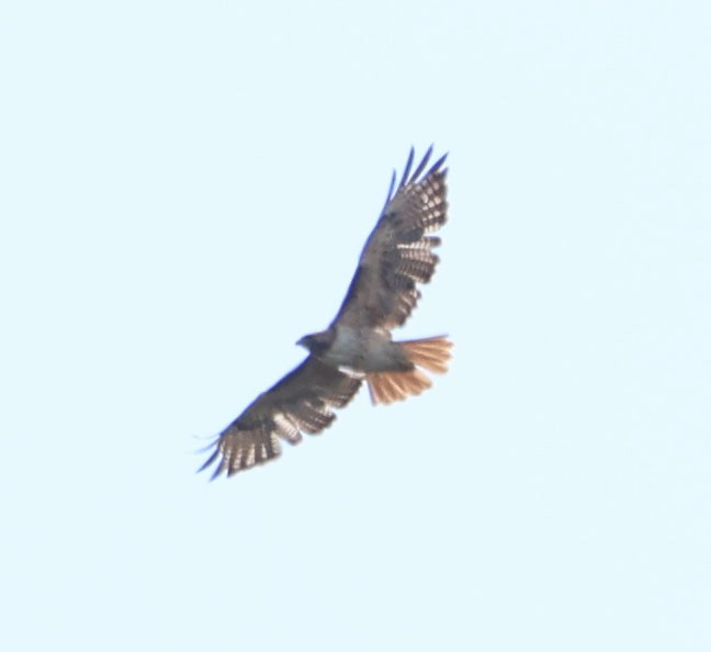 Red-tailed Hawk - ML619329704