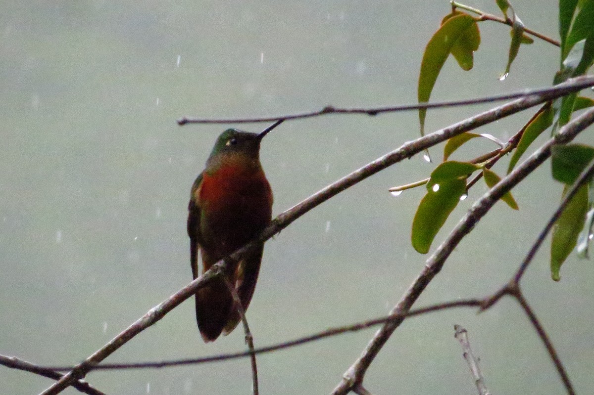 kolibřík peruánský - ML619329710