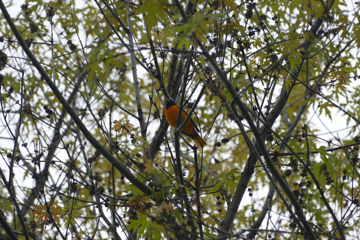 Orchard Oriole - ML619329728
