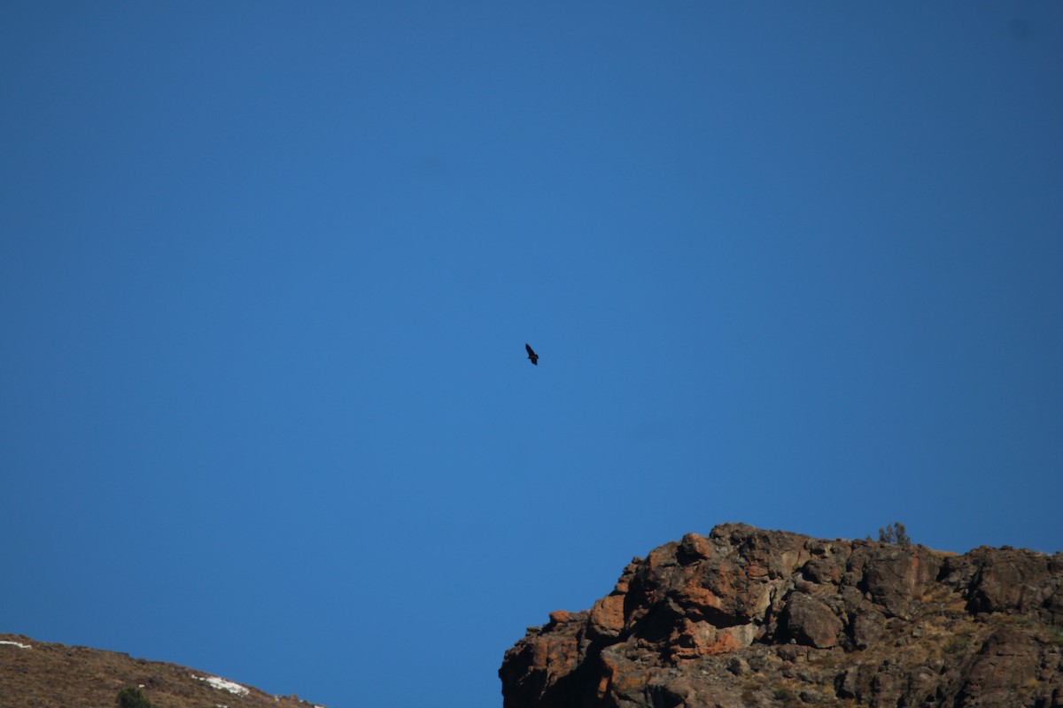 Andean Condor - ML619329755