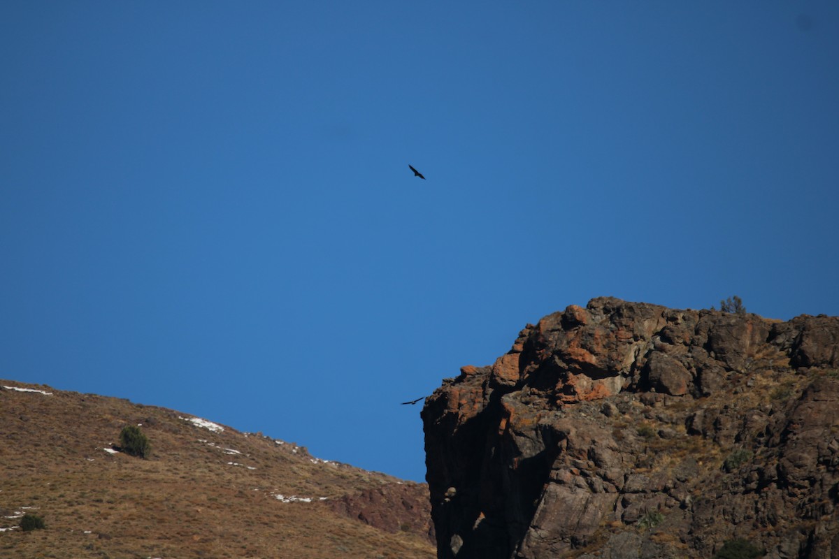 Andean Condor - ML619329759