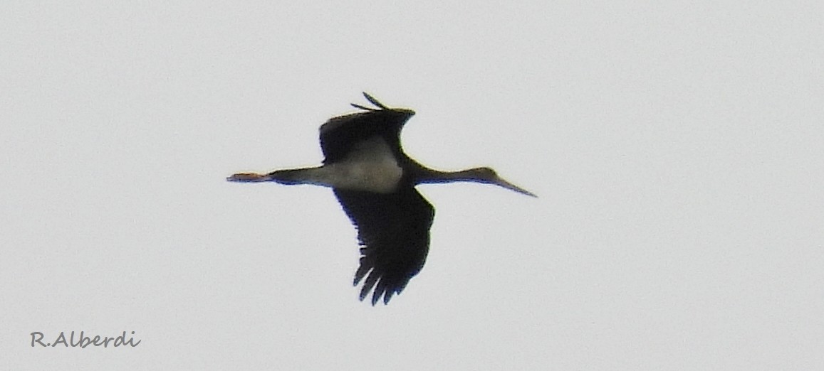 Black Stork - ML619329768