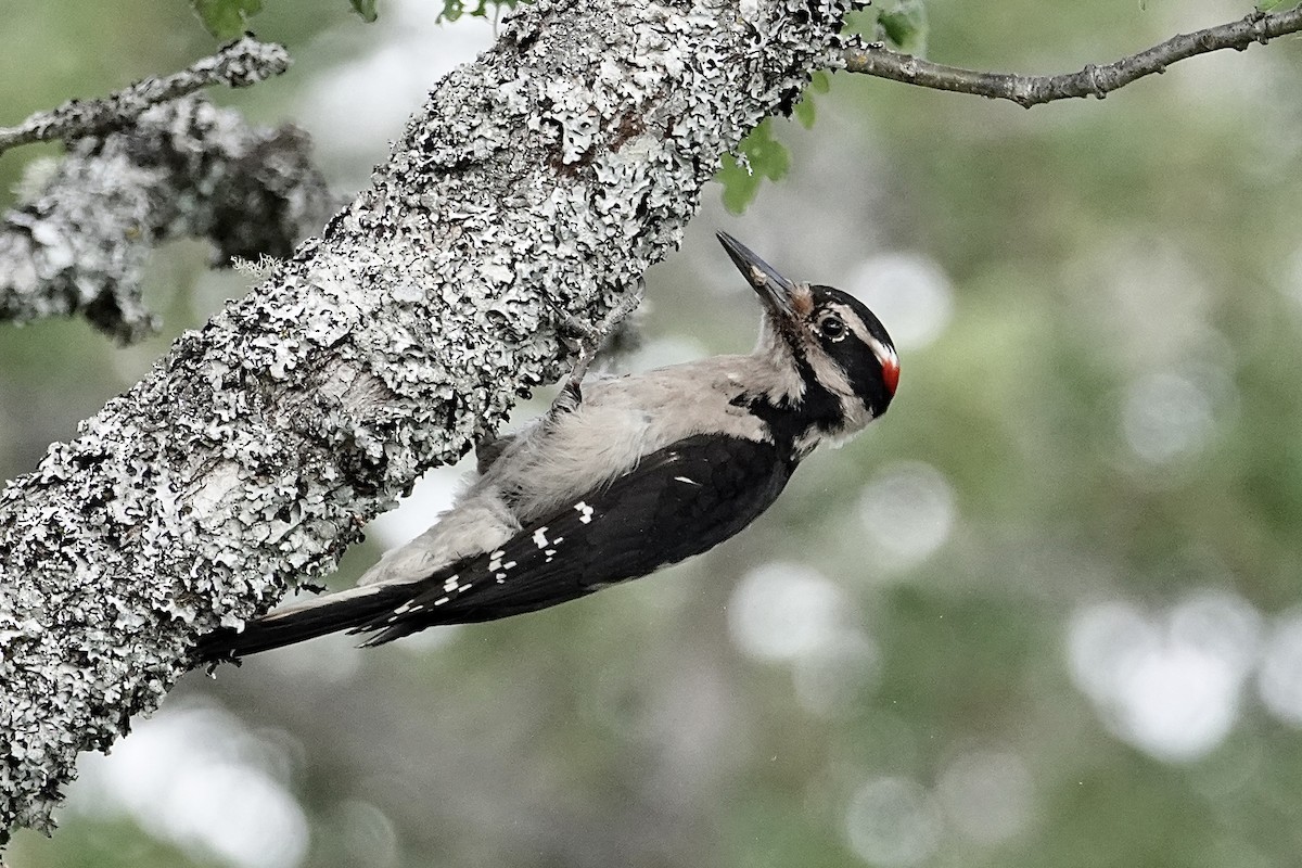 Hairy Woodpecker - ML619329770