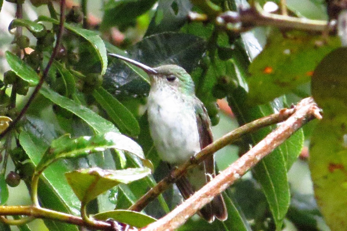 White-bellied Hummingbird - ML619329773