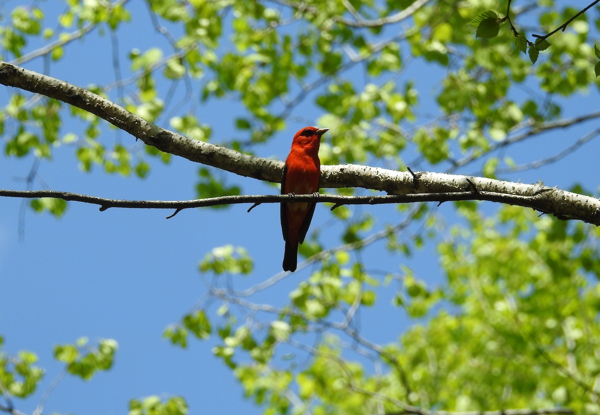 Scarlet Tanager - ML619329832