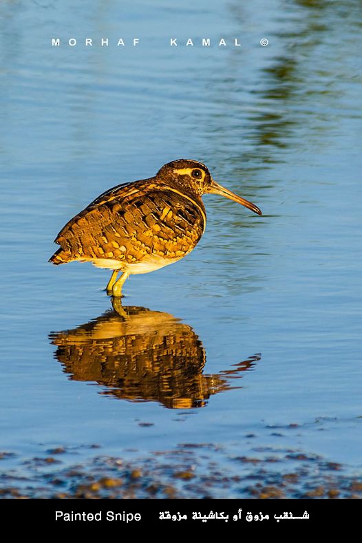 Greater Painted-Snipe - ML619329837