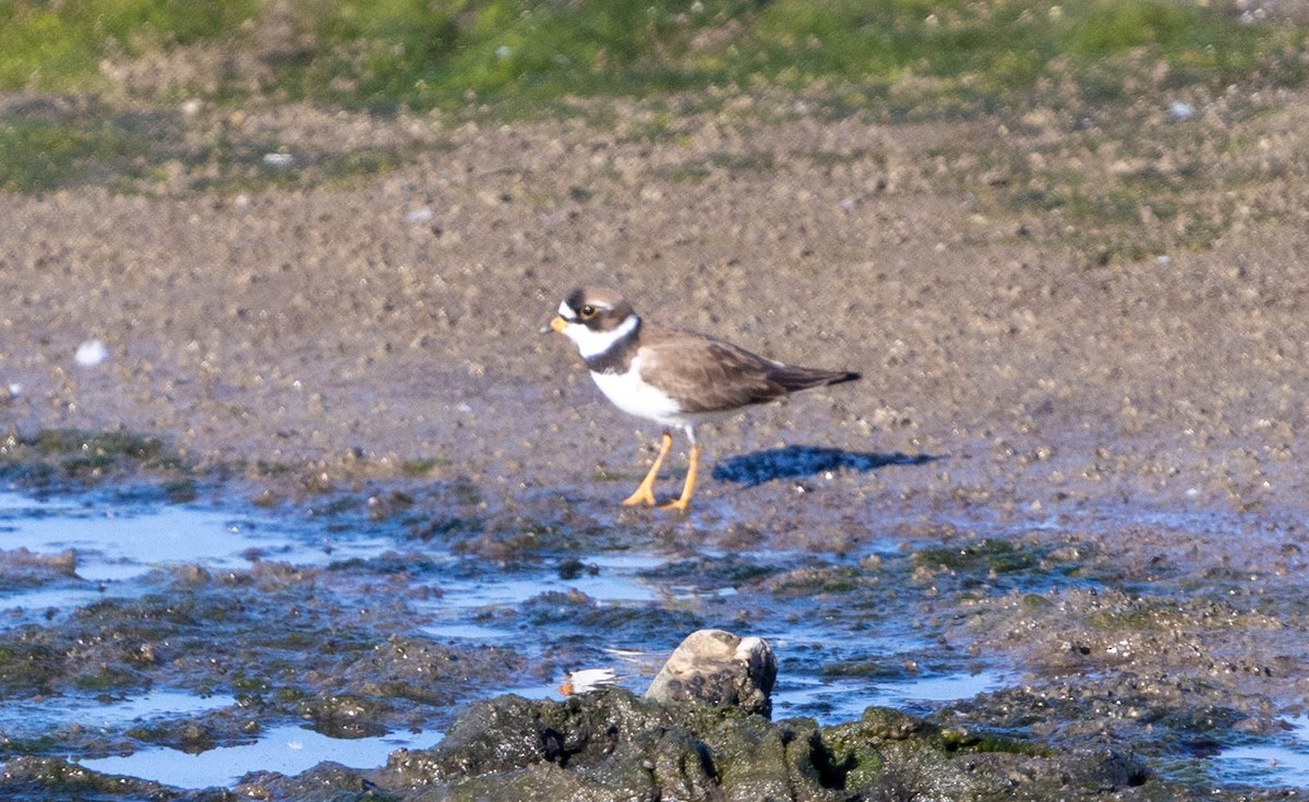 Semipalmated Plover - ML619329841