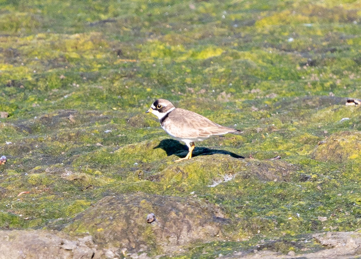 Semipalmated Plover - ML619329842