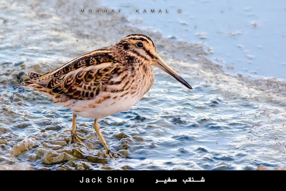 Jack Snipe - ML619329889