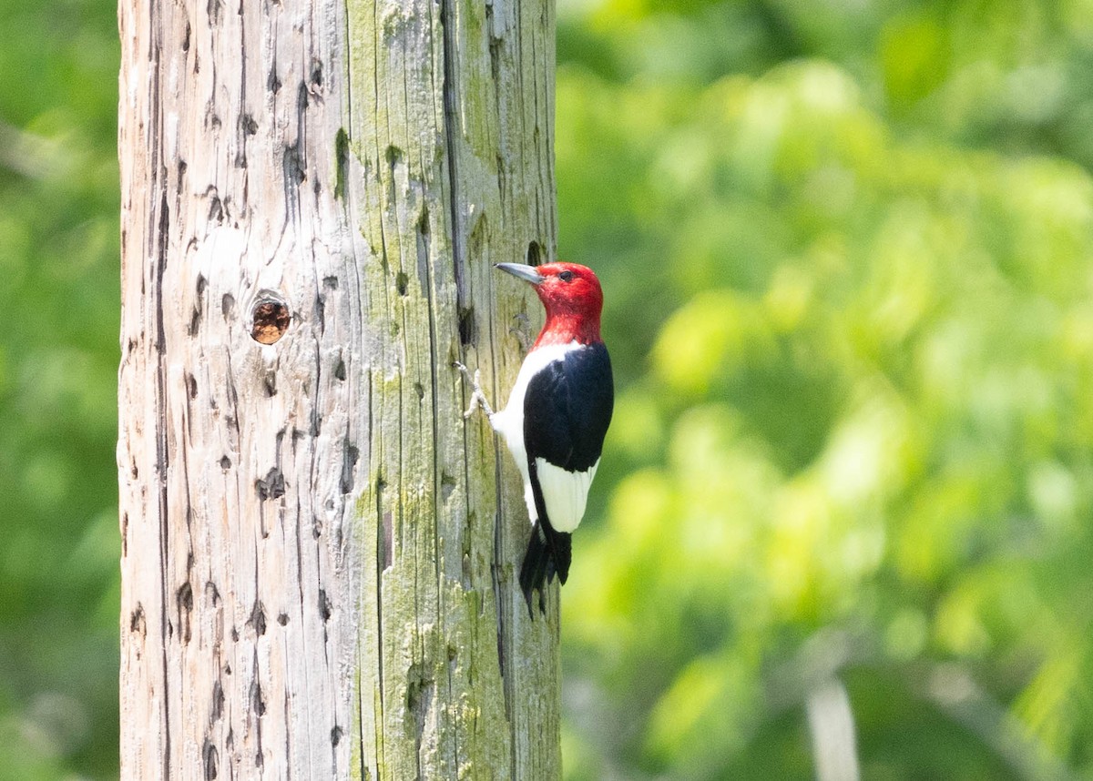 Red-headed Woodpecker - ML619329915