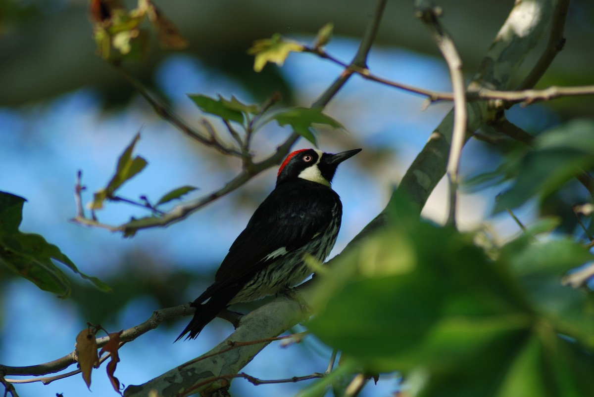 Acorn Woodpecker - ML619329922