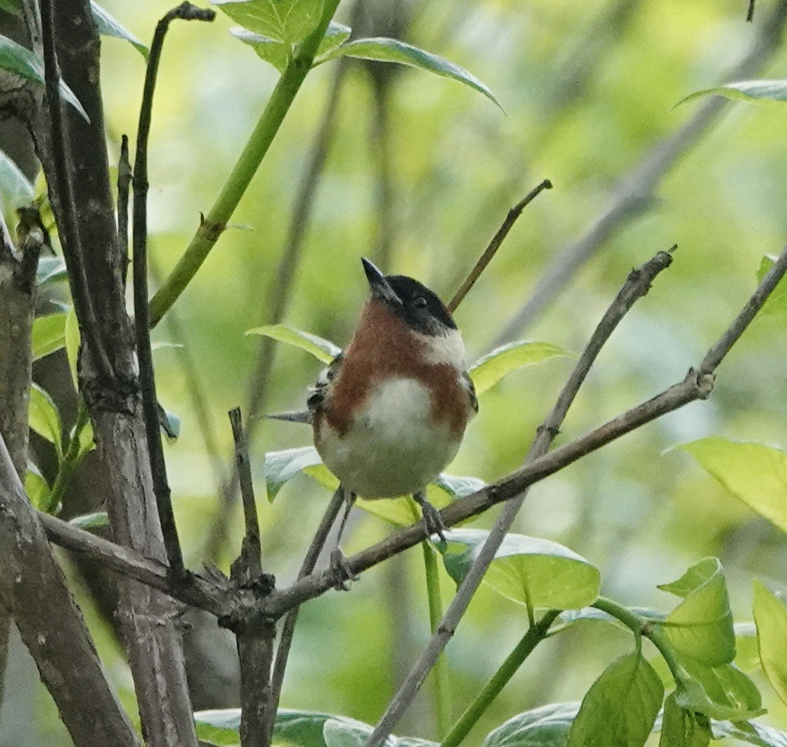 Bay-breasted Warbler - ML619329924