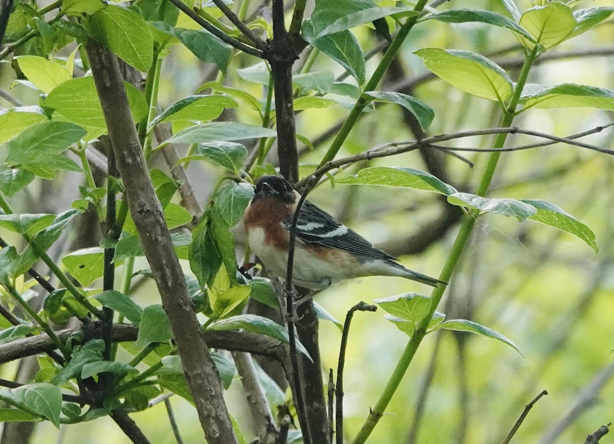Bay-breasted Warbler - ML619329930