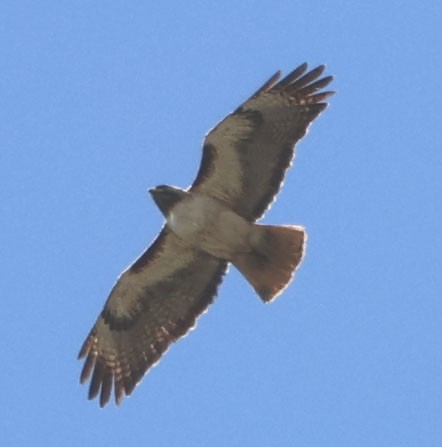 Red-tailed Hawk - ML619329931
