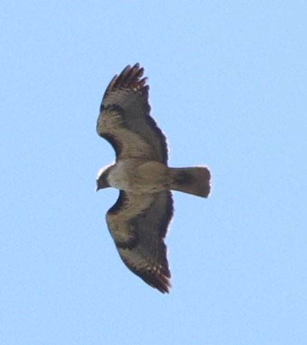 Red-tailed Hawk - ML619329932