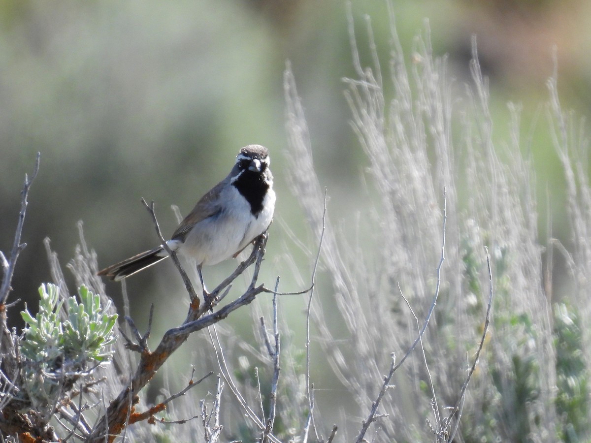 Black-throated Sparrow - ML619329933