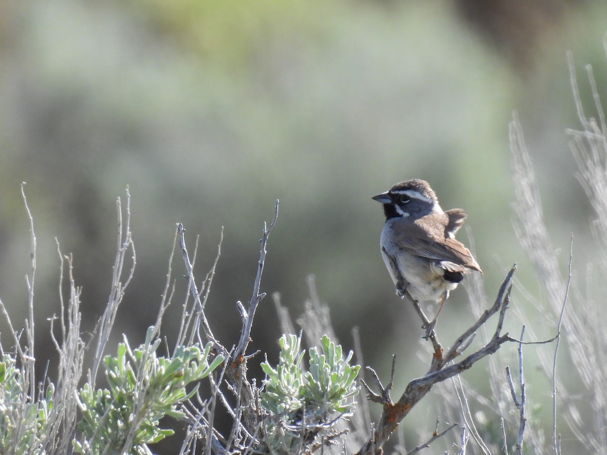 Black-throated Sparrow - ML619329934