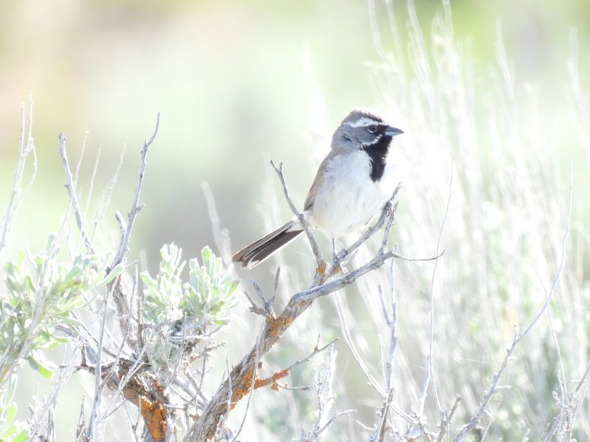 Black-throated Sparrow - ML619329935