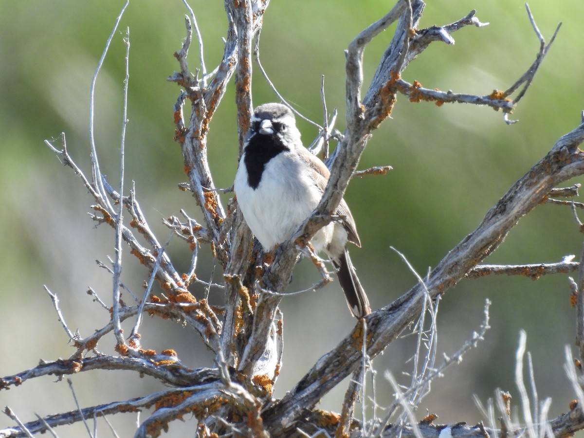 Black-throated Sparrow - ML619329937