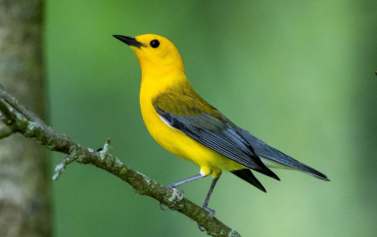 Prothonotary Warbler - ML619329958