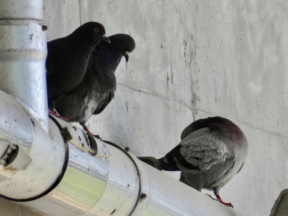Rock Pigeon (Feral Pigeon) - ML619329959