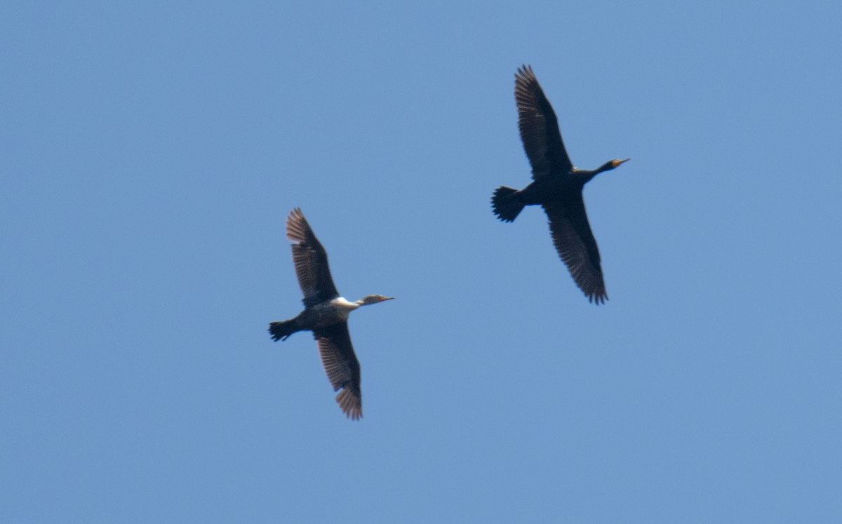 Double-crested Cormorant - ML619329972