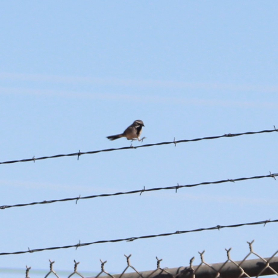Black-throated Sparrow - ML619329989