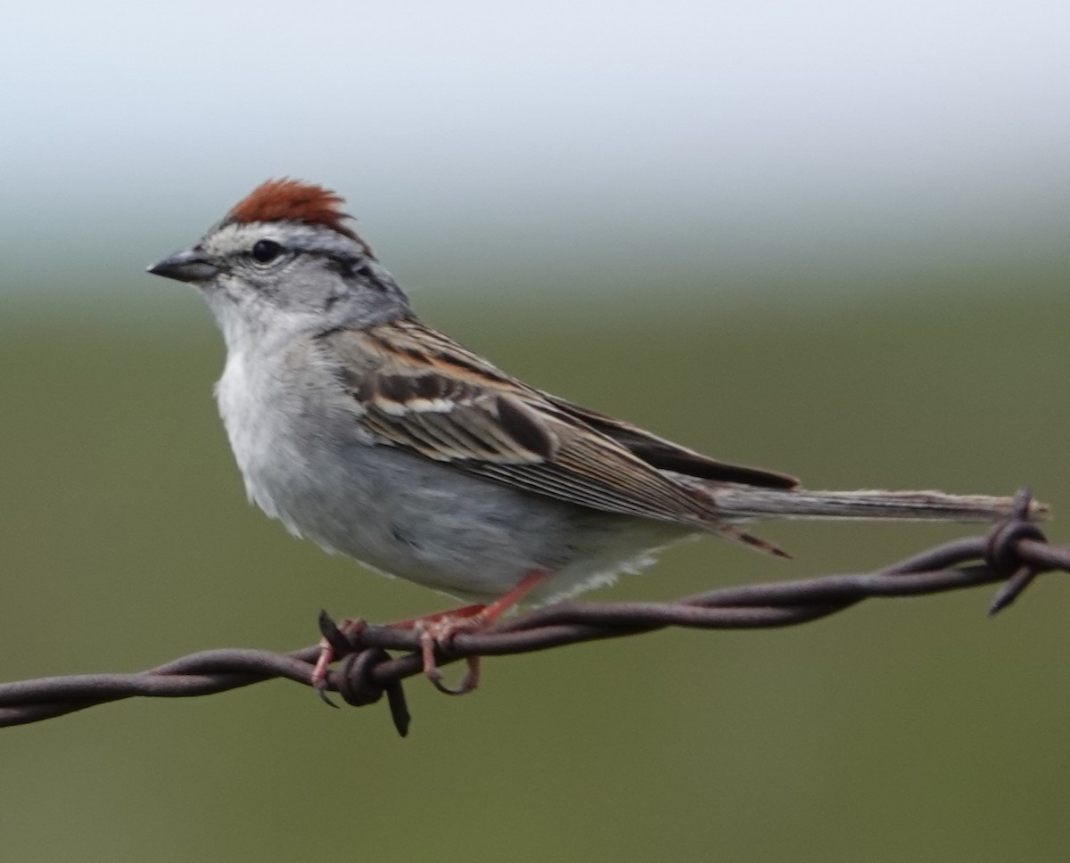 Chipping Sparrow - ML619329998