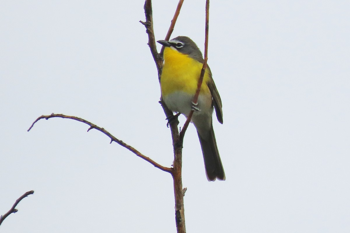 Yellow-breasted Chat - ML619330064
