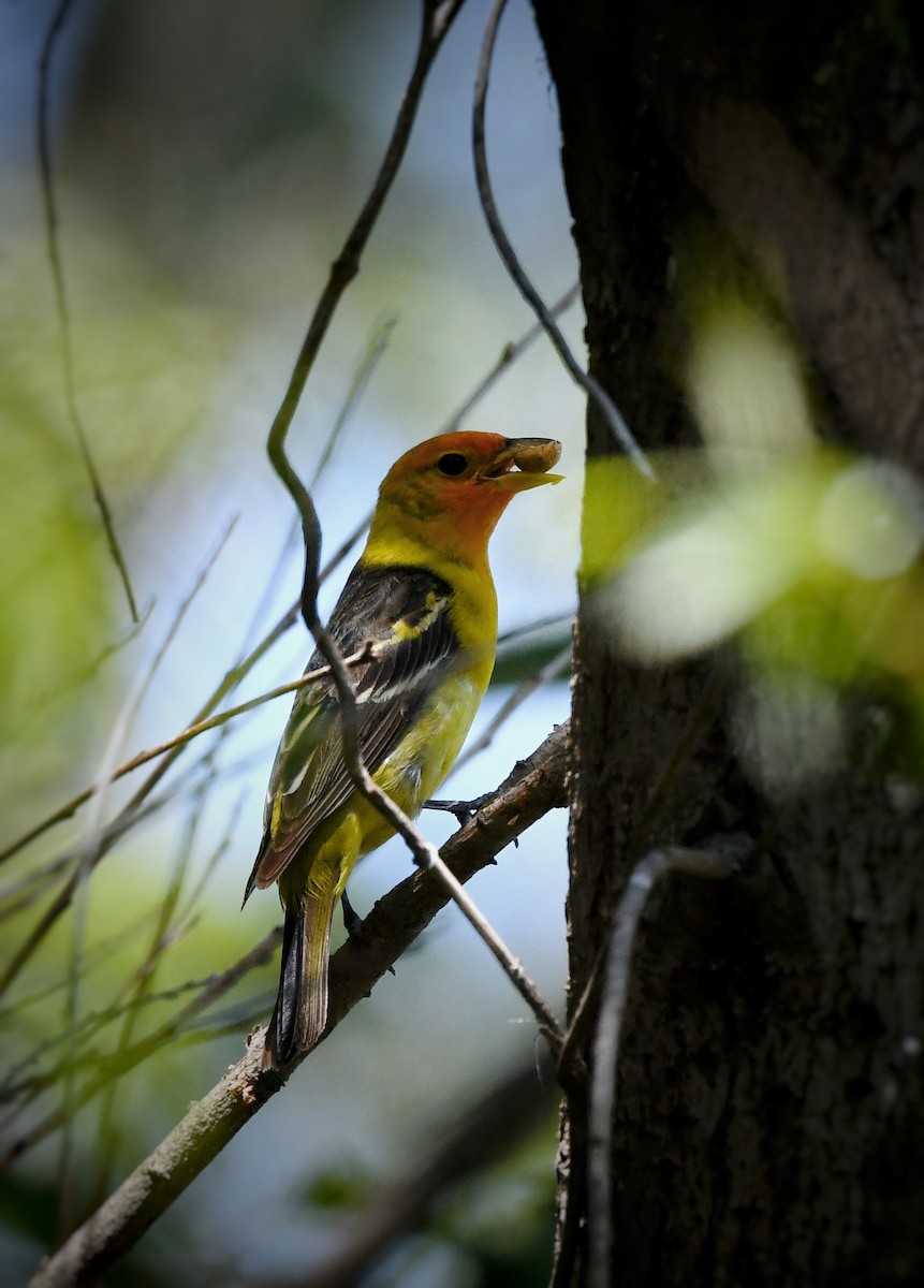 Western Tanager - ML619330078