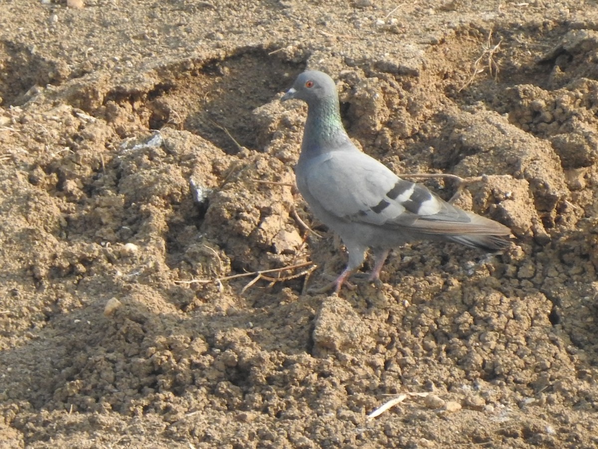 Rock Pigeon (Feral Pigeon) - ML619330128